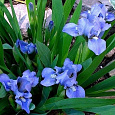 Ирис карликовый Blue Denim Ирис карликовый Blue Denim