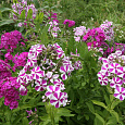 Флокс метельчатый Аида Флокс метельчатый Аида