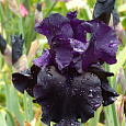 Ирис бородатый Блэк Дрэгон Ирис бородатый Блэк Дрэгон