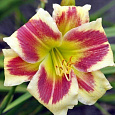 Лилейник гибридный Tropical Passion