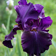 Ирис германский Black  Mercury Ирис германский Black  Mercury