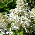 Гортензия метельчатая Levana 'Cov '