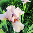 Ирис карликовый Pink Ирис карликовый Pink
