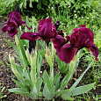 Ирис карликовый Cherry Garden Ирис карликовый Cherry Garden