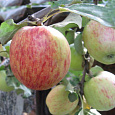Яблоня Осеннее полосатое