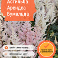 Астильба Арендса Бумальда Астильба Арендса Бумальда
