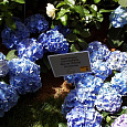 Гортензия крупнолистовая Блау Цверг Гортензия крупнолистовая Блау Цверг