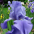 Ирис германский Empress Of India Ирис германский Empress Of India