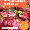 Астильба Арендса Колор Флэш Астильба Арендса Колор Флэш
