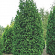 Туя западная Брабант Туя западная Брабант