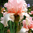 Ирис бородатый Блашинг Пинк Ирис бородатый Блашинг Пинк