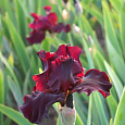 Ирис бородатый Альмаден