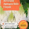Астильба Арендса Вейс Глория Астильба Арендса Вейс Глория