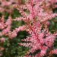 Астильба простолистная Hennie Graafland Астильба простолистная Hennie Graafland
