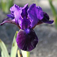 Ирис карликовый Little Shadow Ирис карликовый Little Shadow