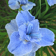 Ирис сибирский Диэ Дилайт