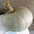 Тыква крупноплодная Изящная
