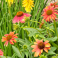Эхинацея Шайенн Спирит