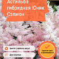 Астильба гибридная Юник Сэлмон Астильба гибридная Юник Сэлмон