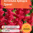 Астильба Арендса Гранат Астильба Арендса Гранат