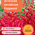 Астильба китайская Кардинал Астильба китайская Кардинал