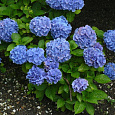 Гортензия крупнолистовая Блау Цверг Гортензия крупнолистовая Блау Цверг