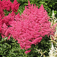 Астильба японская Кобленц Астильба японская Кобленц