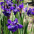 Ирис сибирский Shirley Pope Ирис сибирский Shirley Pope
