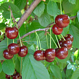 Вишня обыкновенная Игрушка (Дюк)