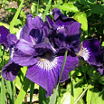 Ирис сибирский Ruffled Plus Ирис сибирский Ruffled Plus