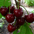Черешня  Тютчевка Черешня  Тютчевка