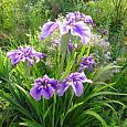 Ирис японский Кристал Хало