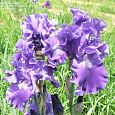 Ирис германский Blenheim  Royal Ирис германский Blenheim  Royal