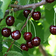 Черешня  Тютчевка Черешня  Тютчевка