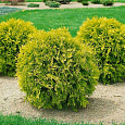 Туя западная Мириам