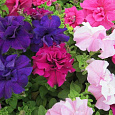 Петуния махровая	Дабл каскад микс